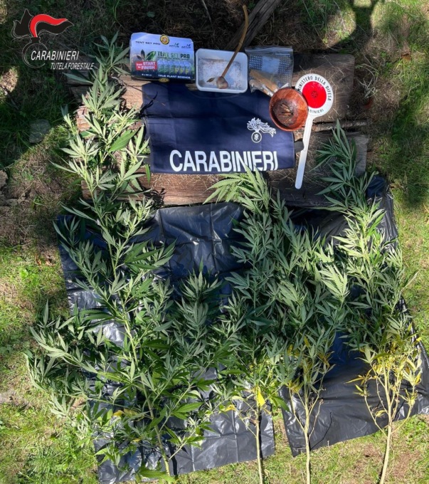 Val di Chy, Carabinieri scoprono coltivazione di marijuana