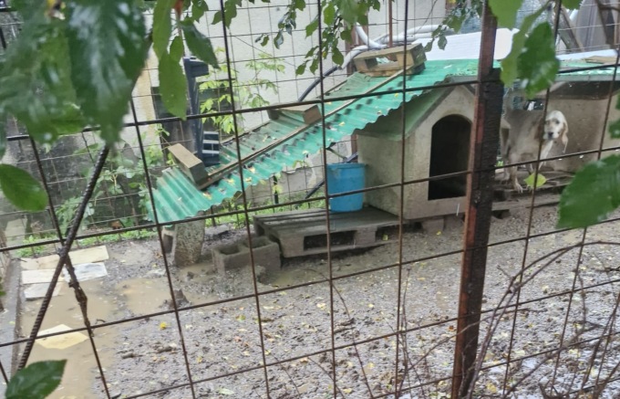 Maxisequestro Oipa ad Alessandria: salvati otto cani, due gatti, una capra e 30 volatili