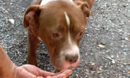 Cani abbandonati un un appartamento disabitato