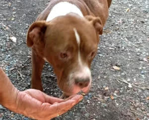 Cani abbandonati un un appartamento disabitato