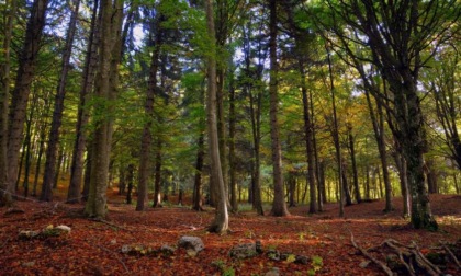 Il Piemonte celebra la festa degli alberi: ampliato record di piante monumentali