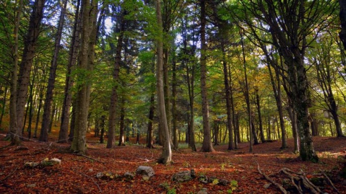 Il Piemonte celebra la festa degli alberi: ampliato record di piante monumentali