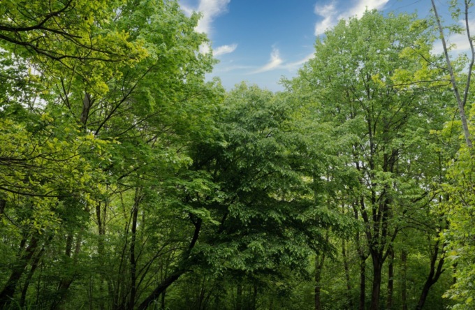 “Alberi per il Futuro”: il M5S di Novi Ligure celebra la Giornata Nazionale dell’Albero