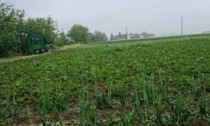 Annata nera per l'agricoltura alessandrina: Cia chiede lo stato di calamità