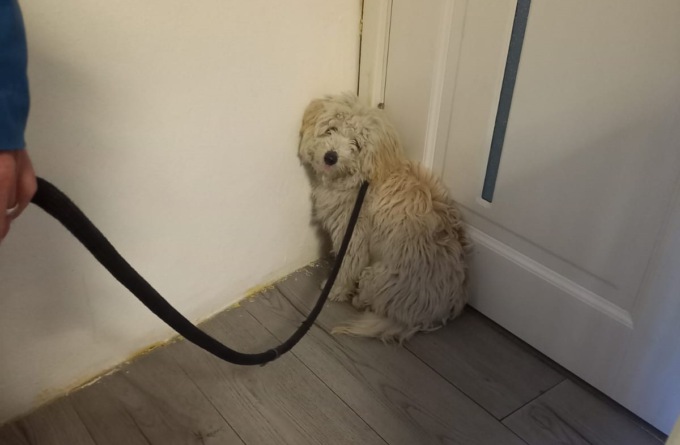 A Pontestura salvato un cane rinchiuso da un mese in uno sgabuzzino