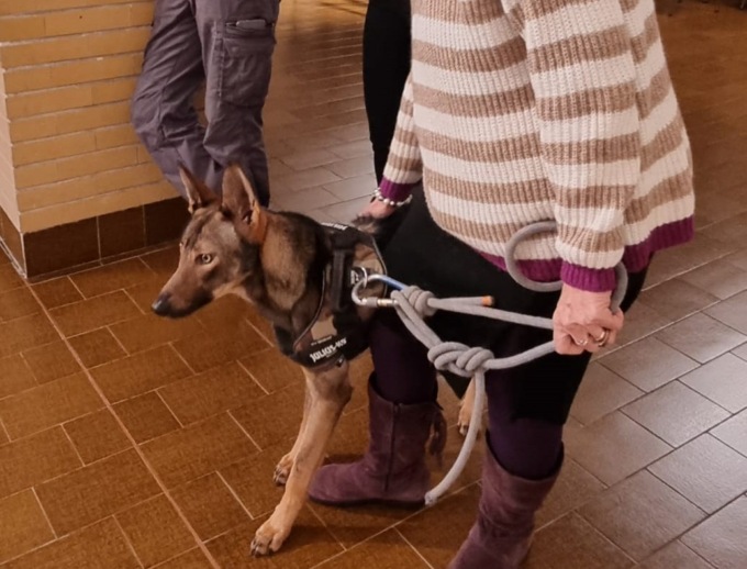 Una cucciola di lupa ospite speciale alla presentazione de “Le stagioni della Pietra Verde”
