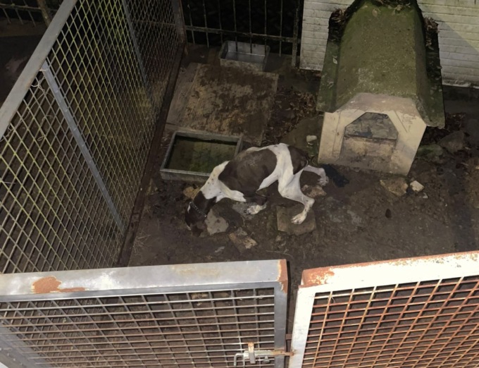 Serralunga di Crea, denunciato proprietario di cane, tenuto in pessime condizioni