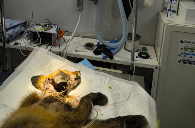 Morta la piccola volpe salvata dalle guardie Zoofile Gepa a Morano sul Po
