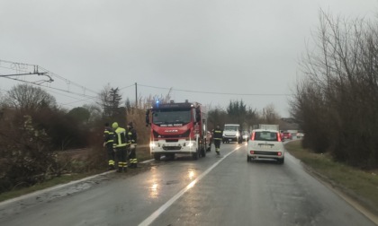 Maltempo nell'Alessandrino: diversi interventi dei Vigili del Fuoco per alberi pericolanti