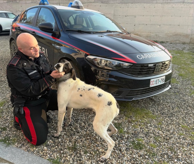 Cane scappa da casa e si perde: i Carabinieri lo riconsegnano al proprietario