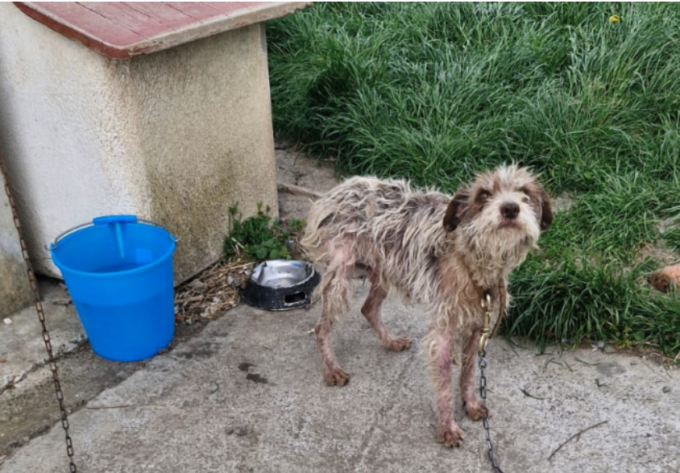 Cane anziano costretto a vivere legato ad una catena: salvato dalle guardie zoofile di Alessandria