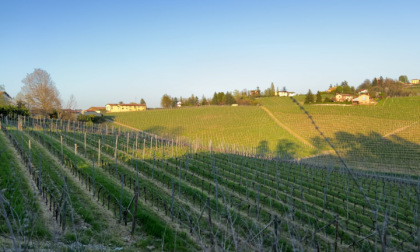 Alla scoperta della Strada del Vino e dei Sapori Terre Derthona Gavi