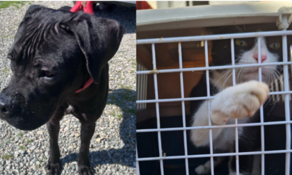 Cane e gatto abbandonati in un appartamento a Pontecurone: salvati dalle guardie zoofile