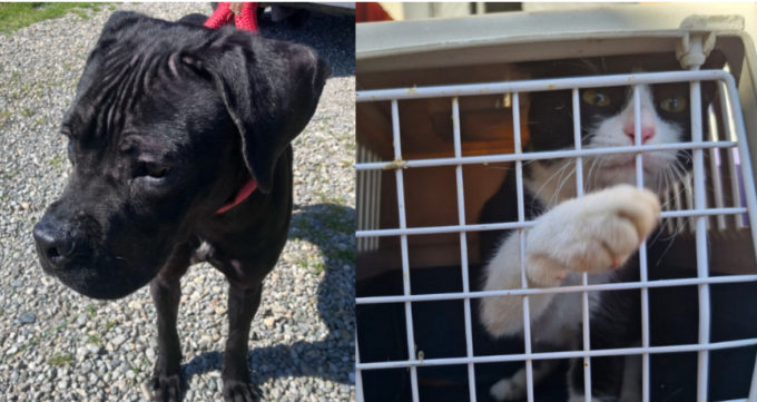 Cane e gatto abbandonati in un appartamento a Pontecurone: salvati dalle guardie zoofile