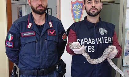 Recupero di un serpente di un metro e mezzo ad Acqui Terme: si tratta del serpente del grano