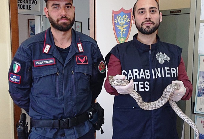 Recupero di un serpente di un metro e mezzo ad Acqui Terme: si tratta del serpente del grano