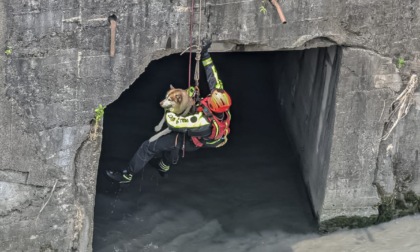 Vigili del Fuoco salvano cane caduto nel fiume Dora a Torino