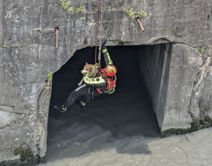 Vigili del Fuoco salvano cane caduto nel fiume Dora a Torino
