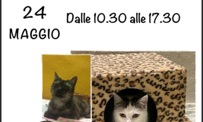 Alessandria, sabato speciale “Open Day” al Gattile Sanitario