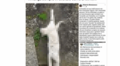 Folle gesto a Stazzano: inchiodato un gatto al muro dell’oratorio
