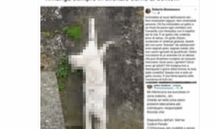 Folle gesto a Stazzano: inchiodato un gatto al muro dell'oratorio