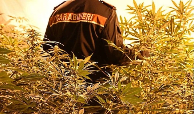 Coltivavano marijuana a Quargnento e a Pietra Marazzi. Arrestati dai Carabinieri