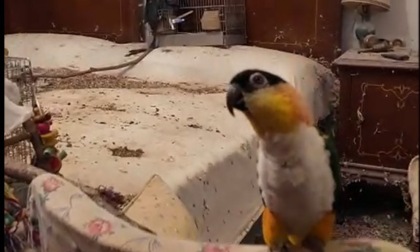 Animali tra i rifiuti e rinchiusi in gabbie in un appartamento di Torino: intervengono i Carabinieri