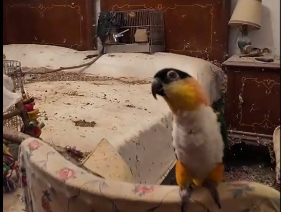Animali tra i rifiuti e rinchiusi in gabbie in un appartamento di Torino: intervengono i Carabinieri
