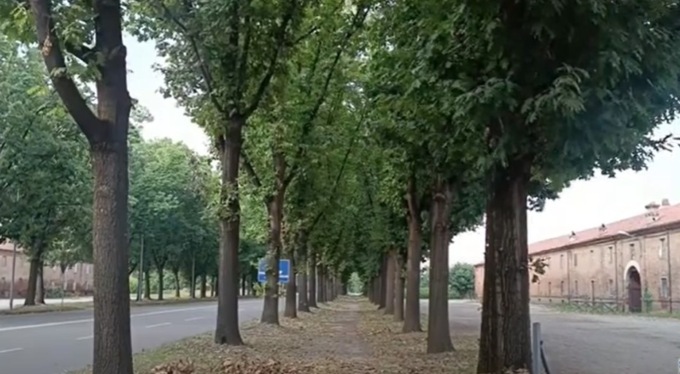Polemica per l’abbattimento degli alberi a Nichelino