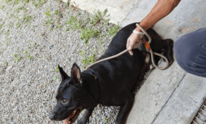 Alessandria, anziano vive tra i rifiuti con il cane in un palazzo del centro