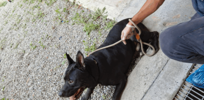 Alessandria, anziano vive tra i rifiuti con il cane in un palazzo del centro