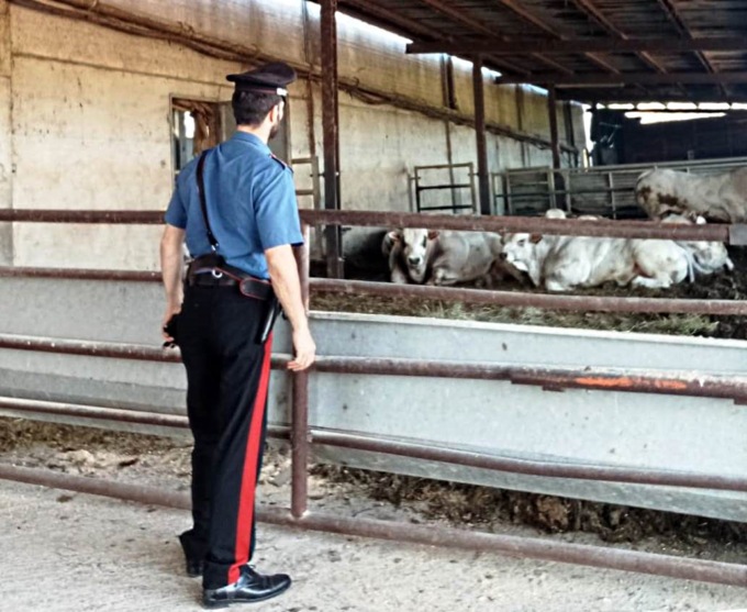 Allevatore travolto da un bovino a Vignale Monferrato: grave un 80enne