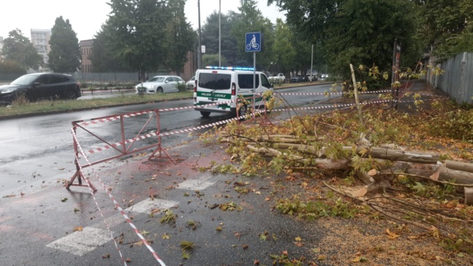 Alessandria: pianta crolla su due auto in via Monteverde, nessun ferito