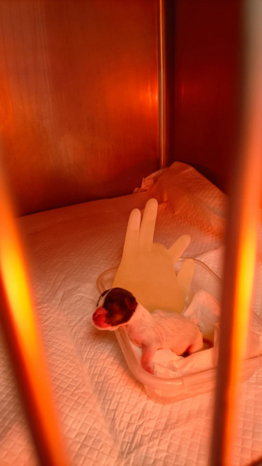 Cucciolo di cane abbandonato in un cassonetto ad Alessandria