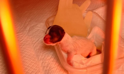 Cucciolo di cane abbandonato in un cassonetto ad Alessandria