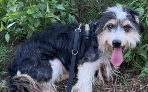 Ritrovato a Pozzo Sant’Evasio Pinguì, il cane che si era smarrito a Casale Monferrato
