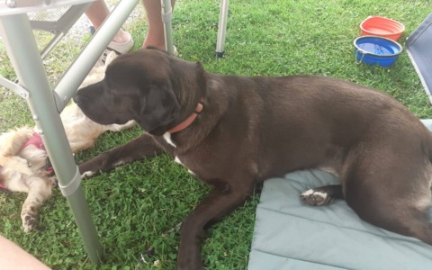 Turista tedesca uccisa dalla piena nell’Alessandrino: si cerca ancora il suo cane