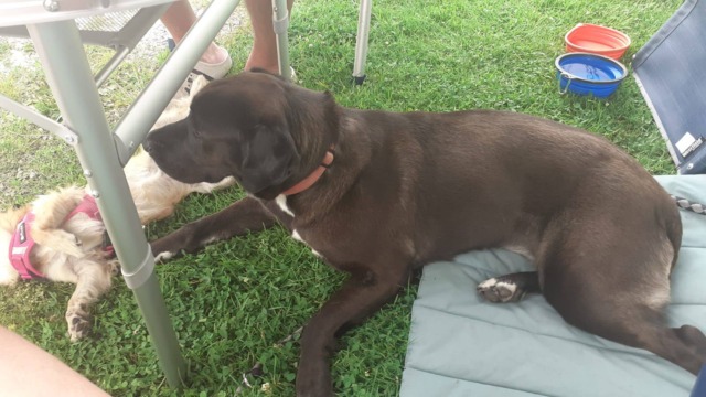 Turista tedesca uccisa dalla piena nell’Alessandrino: si cerca ancora il suo cane