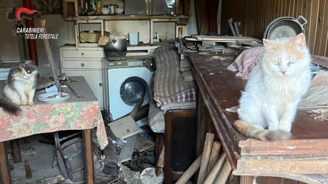 Coazze: cani e gatti tenuti nella sporcizia e senza spazio vitale, denunciata 50enne
