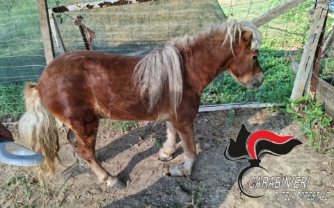 Pony malato e trascurato salvato da Enpa e Carabinieri: affidato in cura all’Università