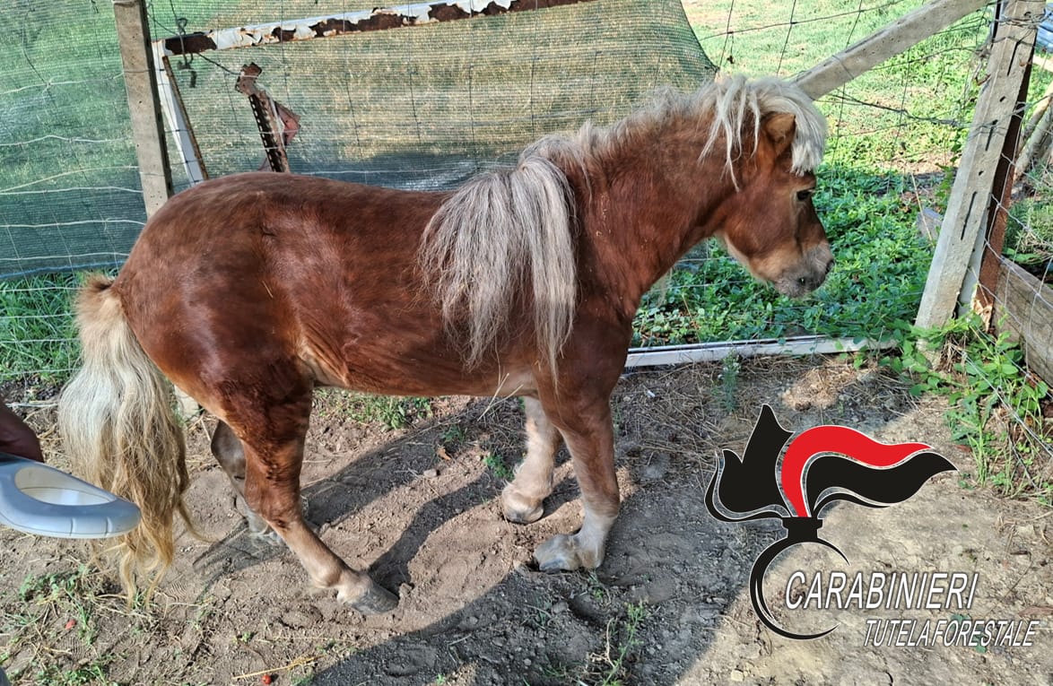 Pony malato e trascurato salvato da Enpa e Carabinieri: affidato in cura all’Università