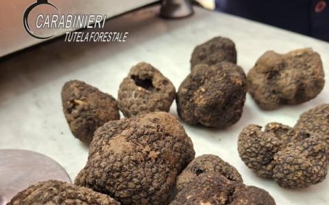 Vendita di tartufi in periodo non consentito: sanzionato un commerciante ad Asti