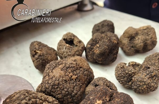Vendita di tartufi in periodo non consentito: sanzionato un commerciante ad Asti