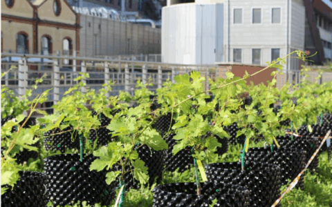 Inaugurata la prima vigna urbana hi-tech al Politecnico di Torino