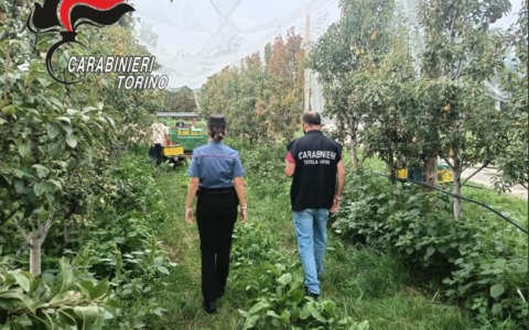 Pinerolo, controlli dei Carabinieri in aziende del settore agricolo