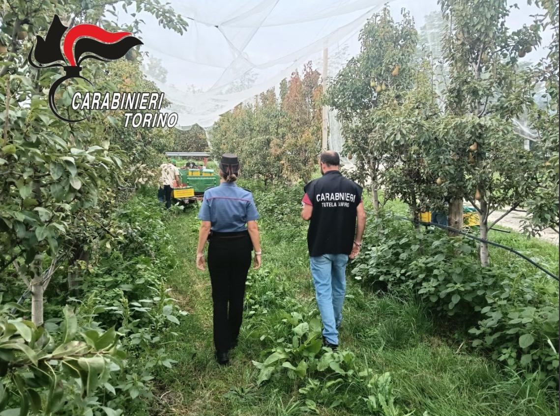 Pinerolo, controlli dei Carabinieri in aziende del settore agricolo