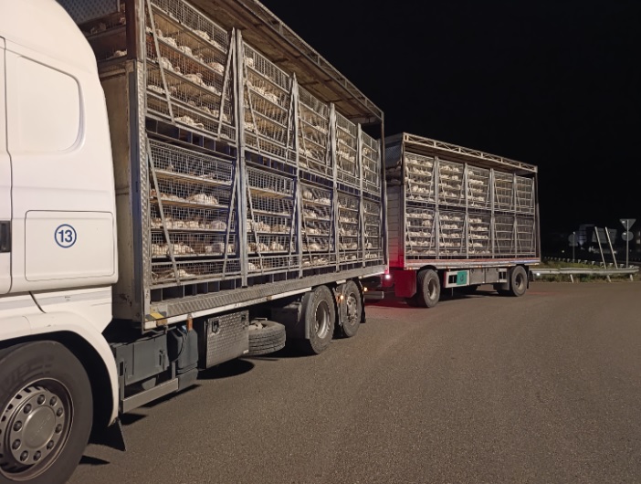 Trasporto animali vivi: sanzionati dalla Polizia di Alessandria due autisti per irregolarità