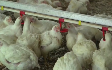 Caso di aviaria in un allevamento ad Occimiano: salgono a 60.000 le galline da abbattere