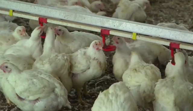 Caso di aviaria in un allevamento ad Occimiano: salgono a 60.000 le galline da abbattere