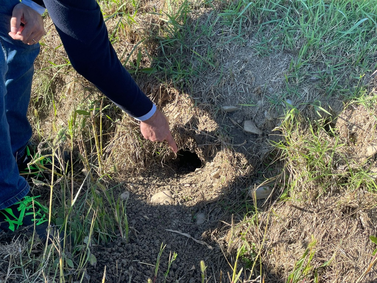 Invasione di arvicole: parla l’agronomo intervenuto al sopralluogo di Pontecurone